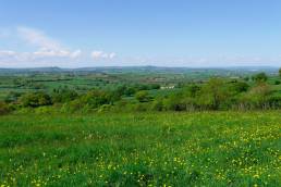 view over Hardington Moor, green grass dotted with yellow butercups and blue skies