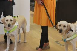 two blonde guide dogs looking directly at the camera ether side of a person wearing an orange skirt and black leggins with white shoes